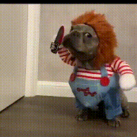 Convierte a tu mascota en CHUCKY 🔪🐶
