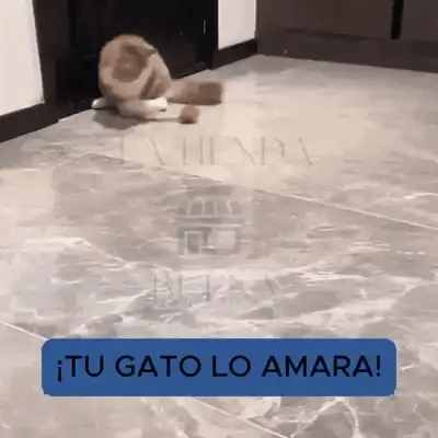 Encabezado