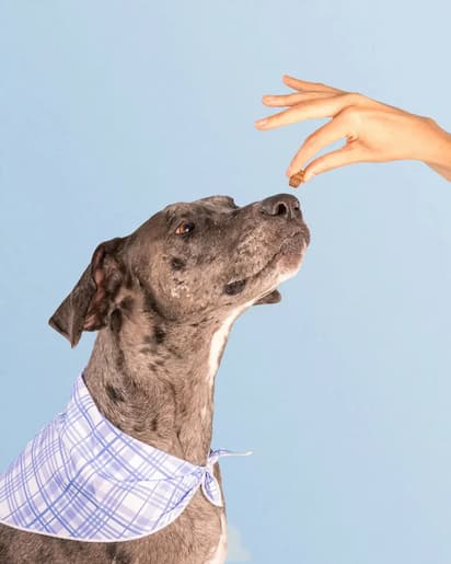 DOG IS HUMAN® MULTIVITAMÍNICO ULTRA POTENTE PARA PELAJE, DIGESTIÓN Y ARTICULACIONES🐾